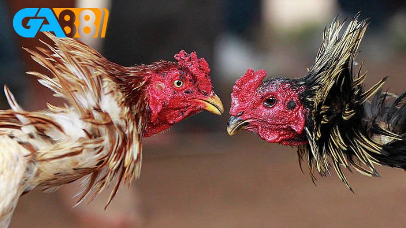 Các loại hình đá gà 6686 vô cùng phong phú