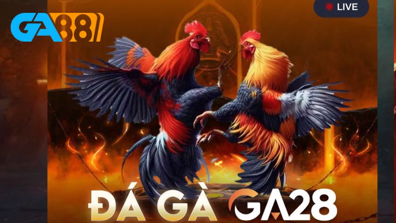 Cách đặt cược đá gà 6686 rất đơn giản
