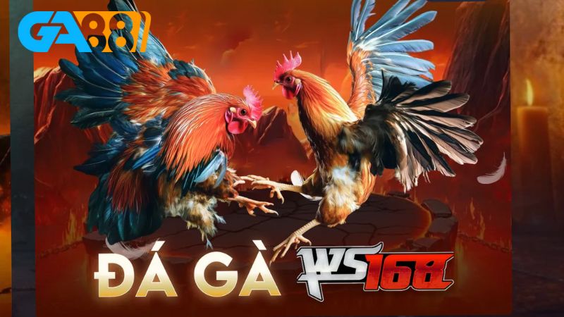 Tìm hiểu kinh nghiệm chơi đá gà 6686 hiệu quả